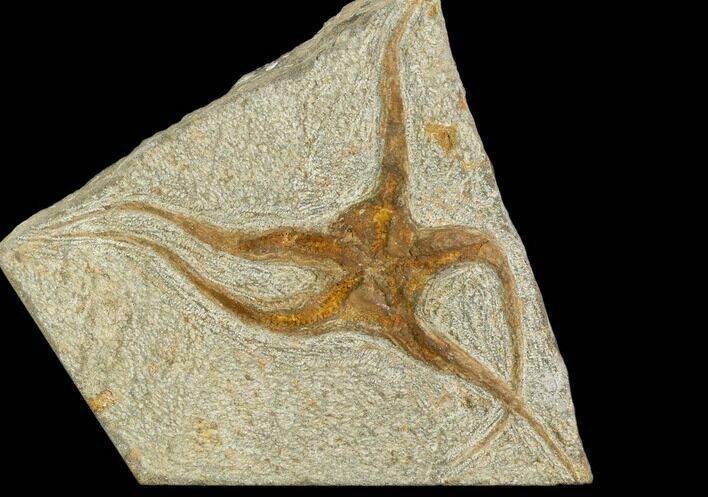 Ordovician Brittle Star (Ophiura) - Morocco #125356